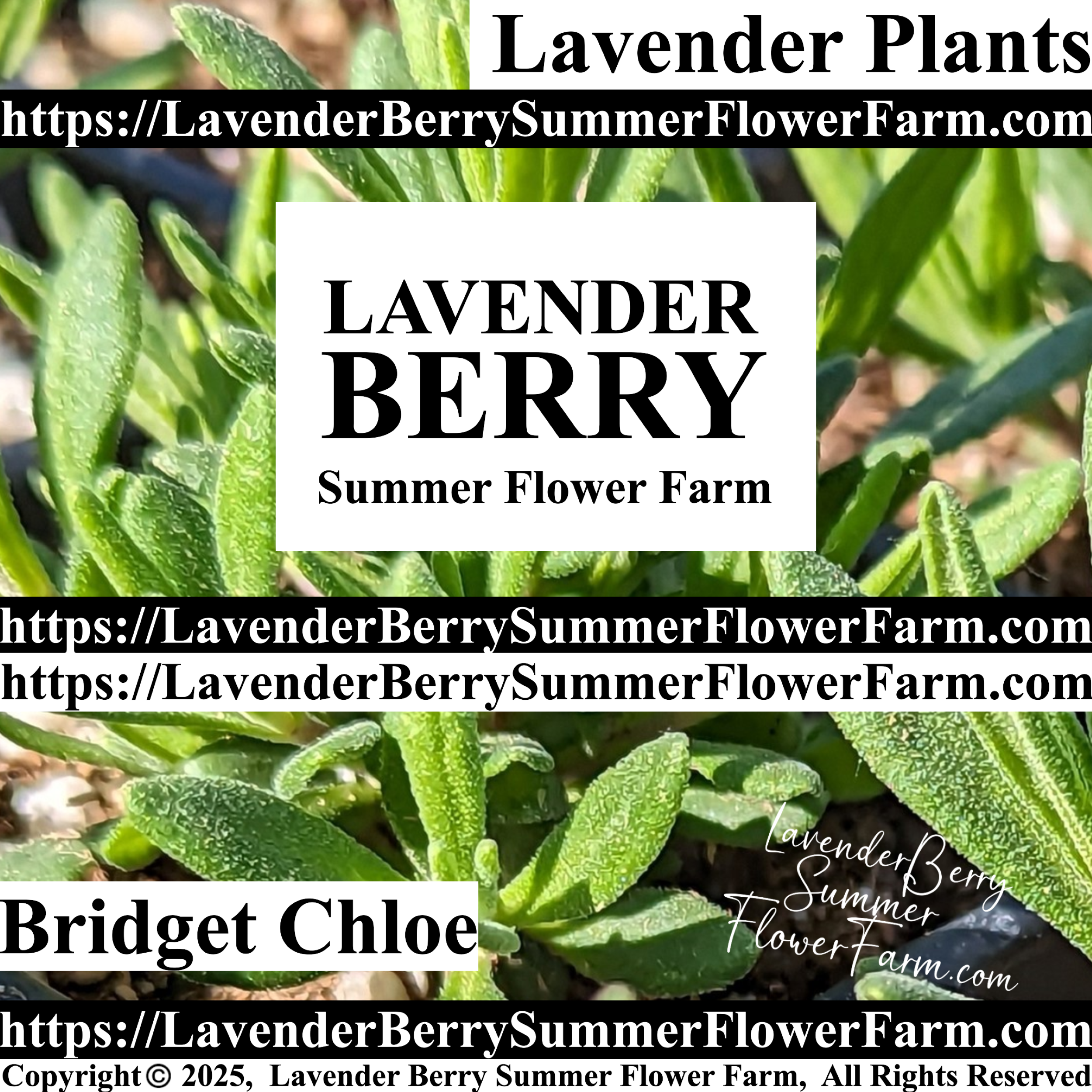 Super Lavender Plants & Plug Trays For Sale – High Lavender Oil